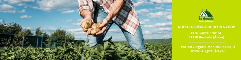 Descubre el momento perfecto para la cosecha de patatas en Álava